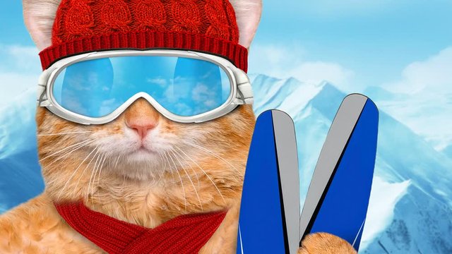 Cinemagraph - Skier cat wearing sunglasses relaxing in the mountain . Motion Photo. Close-up  .