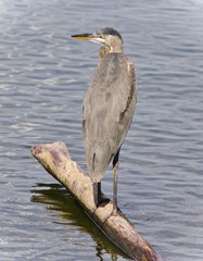 Picture with a great blue heron watching somewhere