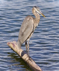 Postcard with a great blue heron standing on a log