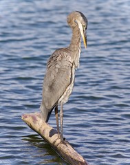 Picture with a great blue heron cleaning feathers