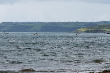 Coastline in Cornwall in the summertime with ocean views