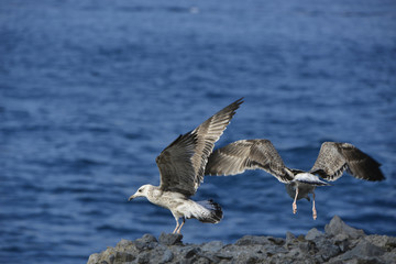 Seagulls leaving the ground.