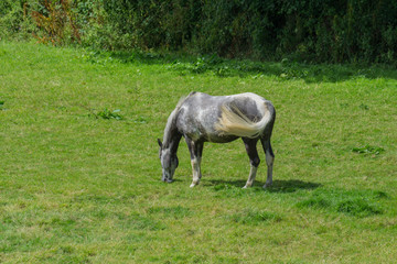 Obraz na płótnie Canvas Horse grazing in a field in Cornwall in the summertime