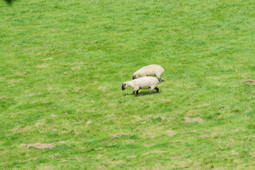 Sheep grazing in a field in the summertime