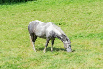 Horse grazing in a field in Cornwall in the summertime