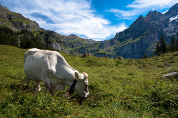 Fototapeta na wymiar Glückliche Kuh in den Schweizer Alpen