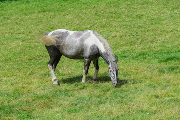 Horse grazing in a field in Cornwall in the summertime