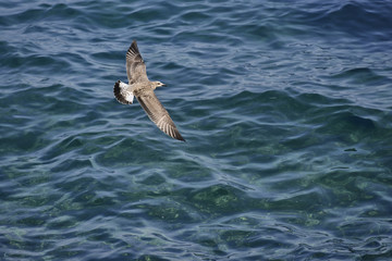 Over the sea