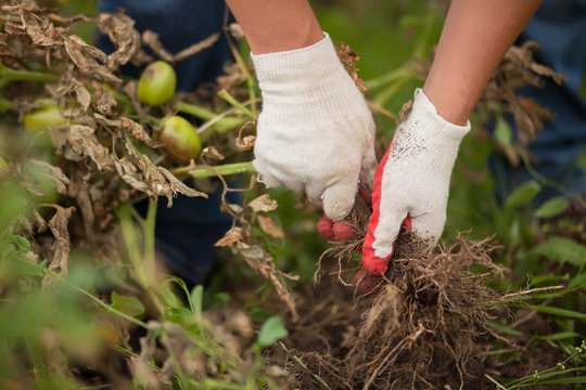Closeup hands in gloves uproot sick tomato plant