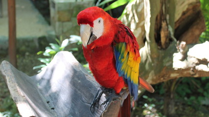 Parrot ARA