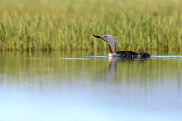 Red-throated diver