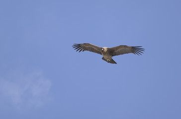 Fototapeta na wymiar Andean Condor, flying over the mountain range of the Andes.