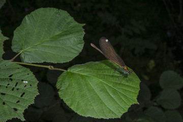 Dragonfly on a leaf.