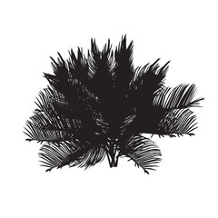 Cycas silhouette black and white
