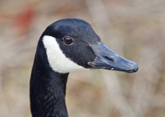Beautiful portrait of a cute Canada goose in the lake