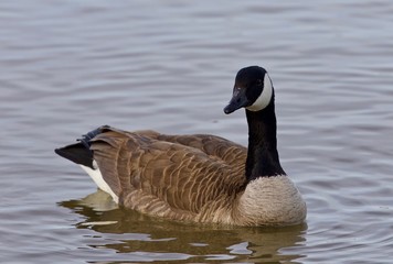 Beautiful isolated picture with a Canada goose in the lake