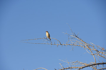 Red-Billed quelea