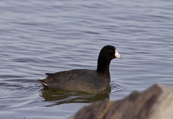 Beautiful image with amazing american coot in the lake