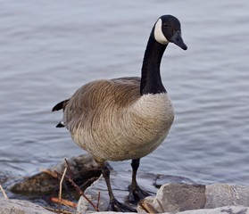 Beautiful isolated picture with a cute Canada goose on the shore