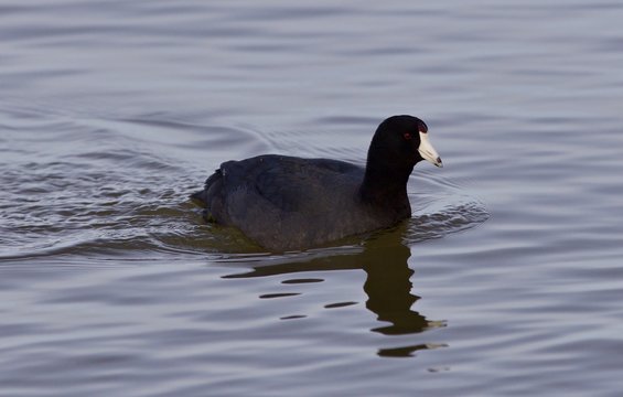 Beautiful background with amazing american coot in the lake
