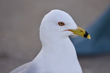 Beautiful isolated portrait of a cute gull on the shore
