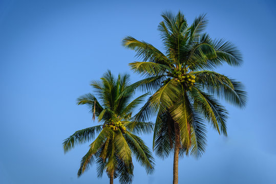 Coconut palm trees on blue sky background.