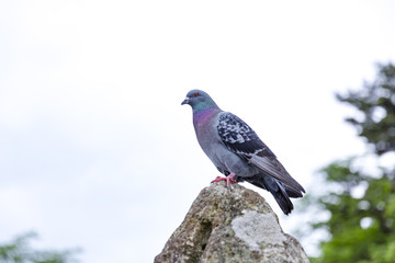 鳩