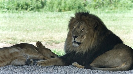 Postcard with a pair of lions laying together