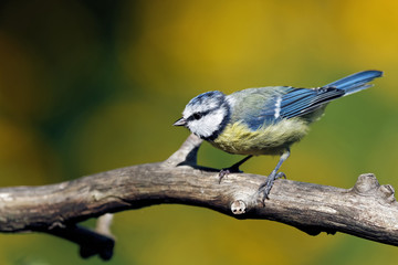 Blaumeise im Garten