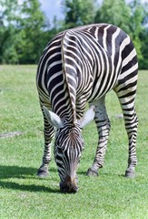 Obraz na płótnie Canvas Image of a zebra eating the grass on a field
