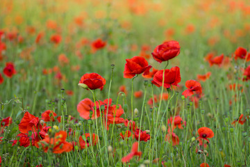 Fototapeta na wymiar Close up of red poppies blur background in a garden in the summer
