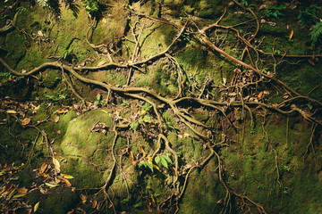 Power of nature. Root of tree growing on mossy stone wall.