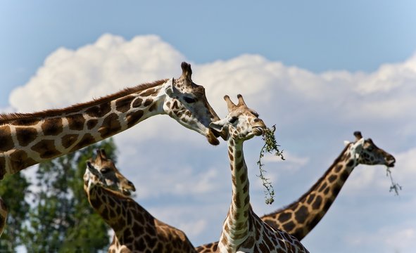 Image of four cute giraffes eating leaves
