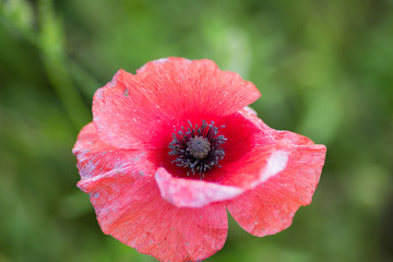 Macro of flowers in a garden with blur background