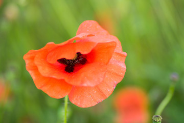 Macro of flowers in a garden with blur background