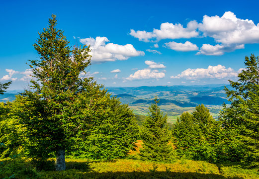 forest on a hillside of Carpathian Mountain Ridge