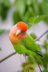 Lovebird 1005