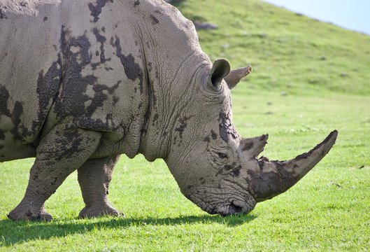 Picture with a rhinoceros eating the grass