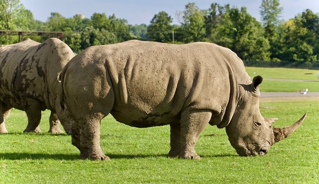 Image of two rhinoceroses eating the grass