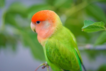 Lovebird 1007