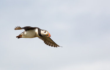 Atlantic Puffin