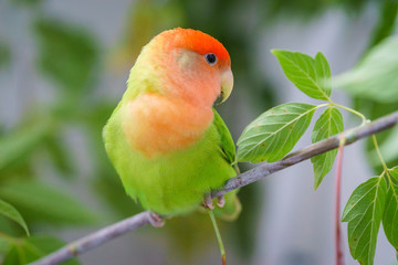 Lovebird 1011