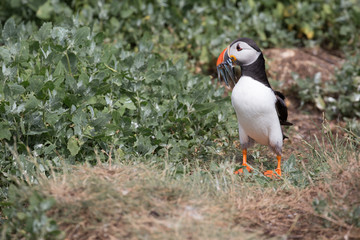 Atlantic Puffin