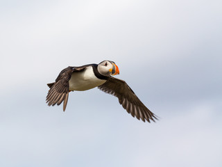 Atlantic Puffin