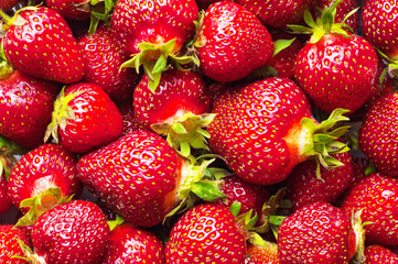 Freshly picked ripe red strawberries. Background from freshly harvested strawberries, directly above.
