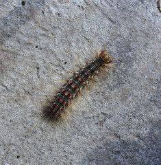 Brown Caterpillar.