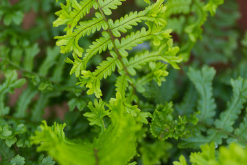 Green leaves on plants in a garden in the summer in the daytime, UK.