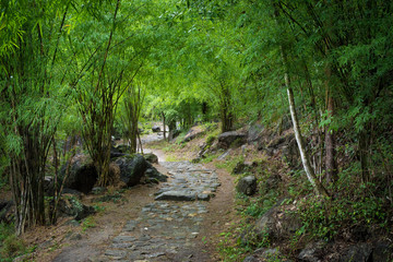Obraz premium forest road trees,Country road,Woods road,Roads with tree tunnel