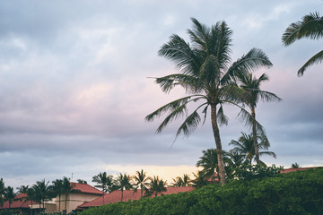 Fototapeta na wymiar Tropical resort. Palms against cloudy sky.