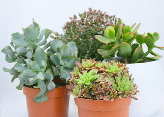 ensemble de succulentes en pot,isolé